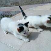 0-1 Month Old, Home-bred, Female, Persian Kittens for sale.
