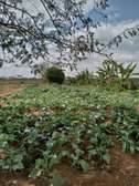 30 acres of land for sale in Makindu Makueni County