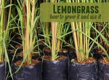 Lemongrass seedlings