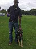 Best Dog Trainers in Runda,Riverside,Red Hills,Muthaiga 2023
