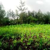 Residential Land at Kenol