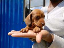 Miniature Dachshunds