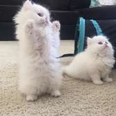 Nice and Healthy Persian Kittens Available