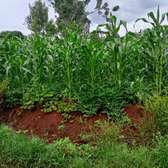 40*110 ft plots for sale at Kenol along Kagia road