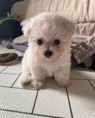 Adorable Bischon puppy