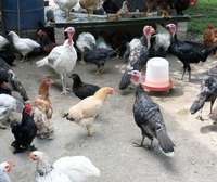 Turkey fertile eggs and chicks for sale