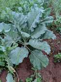 Fresh, green sukuma Wiki