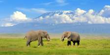 Full Day Game Drive at Amboseli National Park
