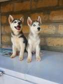 1-3 month old Siberian Husky