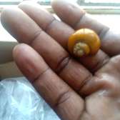 Apple Snails