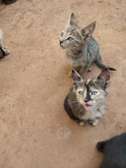 Kittens delivered to your doorstep