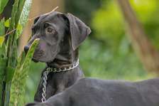 Great dane puppies ready for forever homes