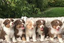 Australian shepherd puppies for sale