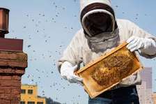 Bees Removal in Kitisuru Rosslyn Kileleshwa Gigiri