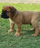 boer boel
