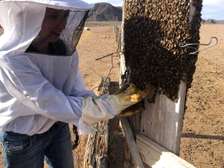 Live Bee Removal | Nairobi's Trusted Bee Removal Professionals.Contact us today .