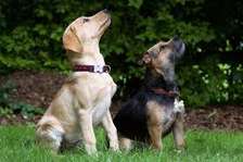 Nairobi Professional Dog Training Services