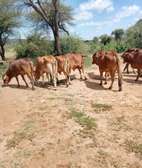 Sahiwal cattles