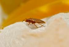 BEST Bedbugs Fumigation Services In Nairobi Kenya