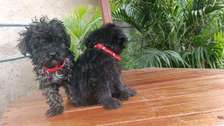 Havanese puppy