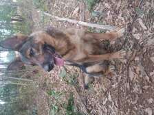 Female German Shepherd Sable for Rehoming