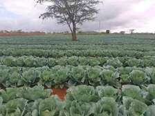 RUMURUTI PLOTS FOR SALE
