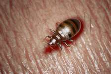 Bed Bugs Fumigation & Pest Control Services in Imara Daima