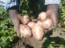 Viazi (Potatoes)