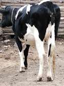 Dairy cows on sale