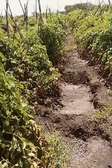 10 Acres On Thika River With A Furrow Is Available For Lease