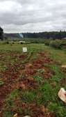 50x100 plot Kikuyu Gikambura @ 5.5M