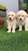 Golden Retriever Puppies Cream to Golden Playful Pets