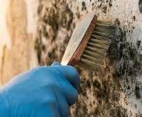 Expert Mould Removal in Westlands,Parklands & Spring Valley