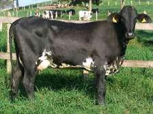 GRILLANDO HEIFERS