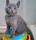Beautiful pure breed Russian blue kittens