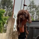 Chocolate labrador