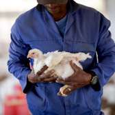 Hire Skilled Poultry Farm Attendants in Nairobi & Kenya