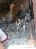 Turkey chicks/poults