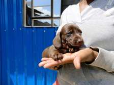 Miniature dachshund
