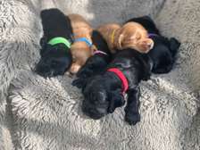 English Cocker Spaniel