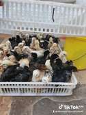 Chicks improved kienyeji