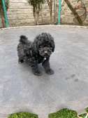 Toy poodle 🐩