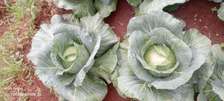 Organic Large Cabbage Heads Fresh & Crisp
