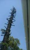 Professional Tree Cutting in Gigiri, Runda & Nyari Nairobi