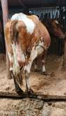 Ashley dairy cow