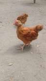 Sasso F1 one month old chicks