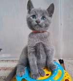 Russian Blue kitten