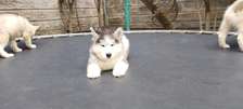 Siberian Husky