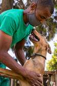 Premium Veterinary Services in Muthaiga