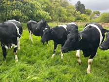 freshian, Ayrshire,super pedigree cows available for sale